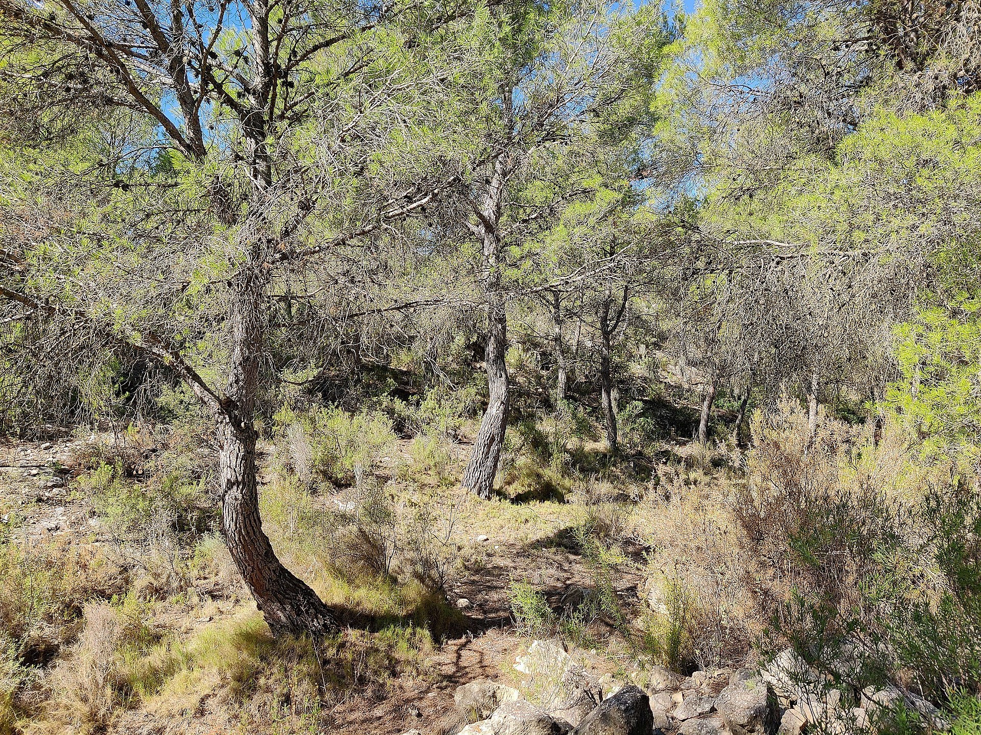 Resale - 2 Bedroom 1 Bathroom Country house in Monovar - - Alicante Resale - 2 Bedroom 1 Bathroom Country house in Monovar - - Alicante