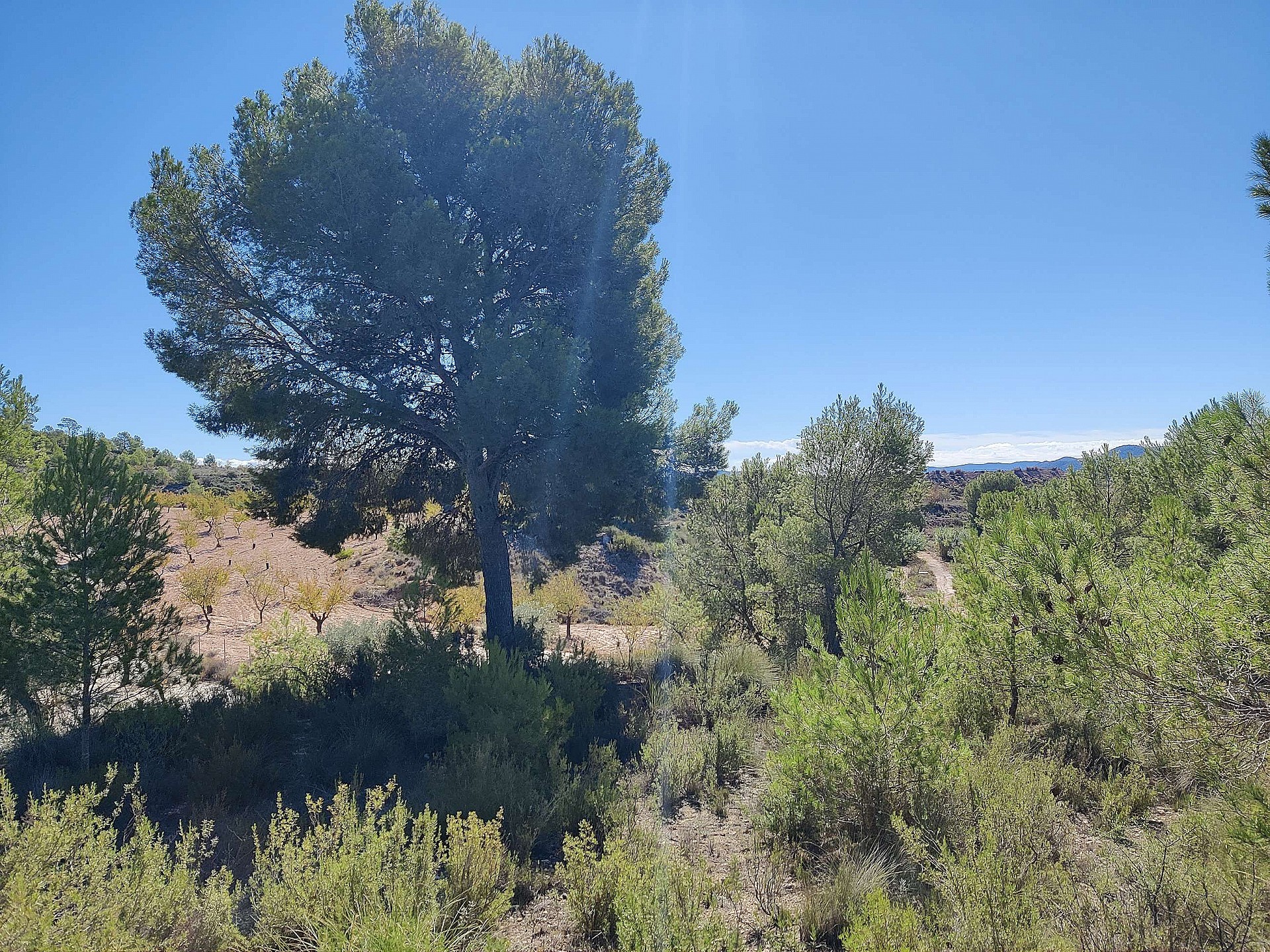 Resale - 2 Bedroom 1 Bathroom Country house in Monovar - - Alicante Resale - 2 Bedroom 1 Bathroom Country house in Monovar - - Alicante