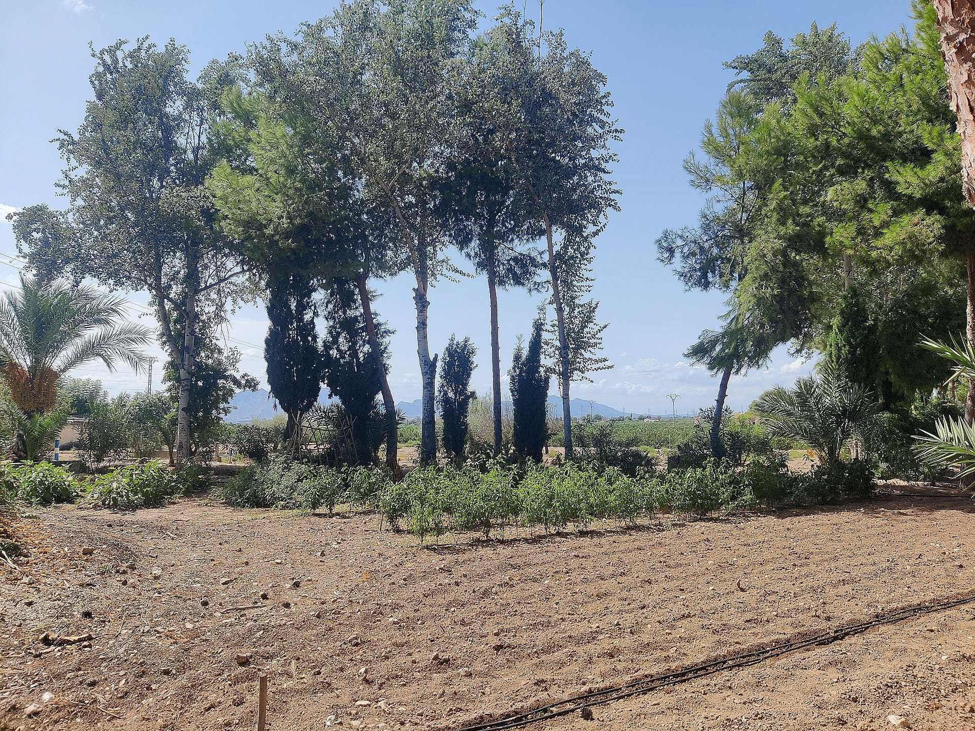 Resale - 3 Bedroom 2 Bathroom Country house in Crevillente - - Alicante Resale - 3 Bedroom 2 Bathroom Country house in Crevillente - - Alicante