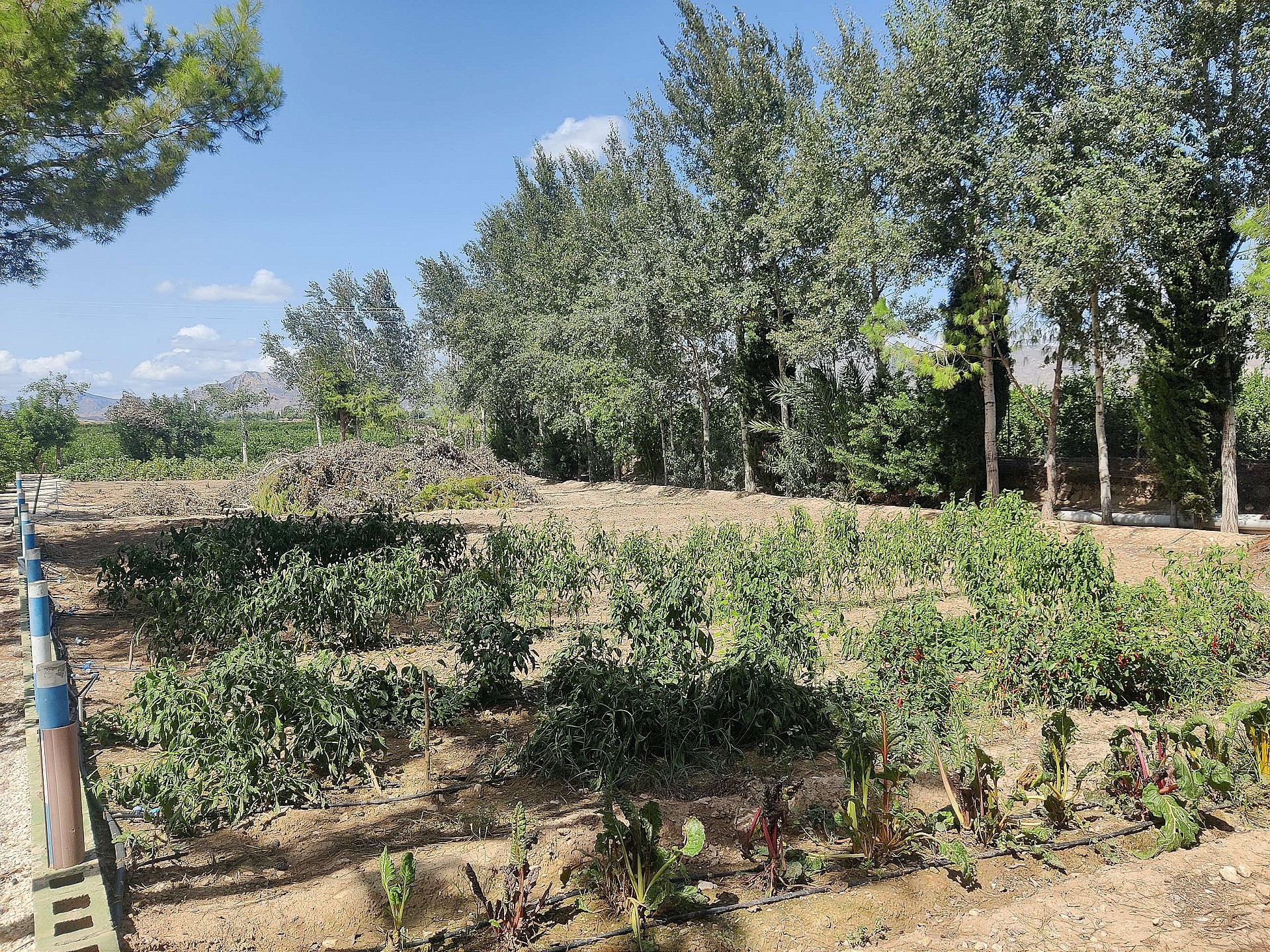 Resale - 3 Bedroom 2 Bathroom Country house in Crevillente - - Alicante Resale - 3 Bedroom 2 Bathroom Country house in Crevillente - - Alicante