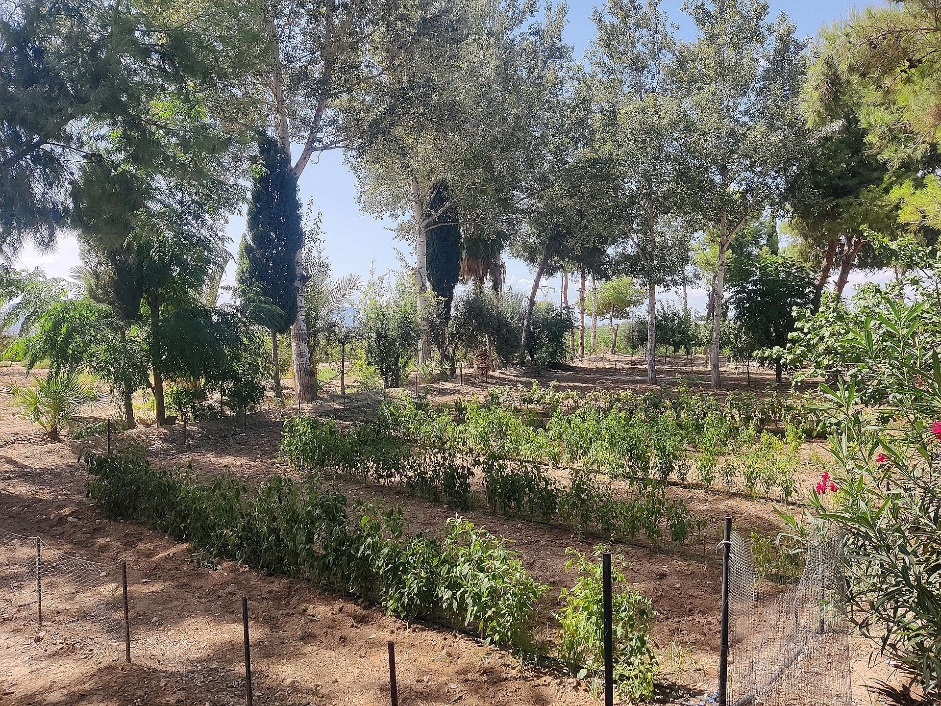 Resale - 3 Bedroom 2 Bathroom Country house in Crevillente - - Alicante Resale - 3 Bedroom 2 Bathroom Country house in Crevillente - - Alicante