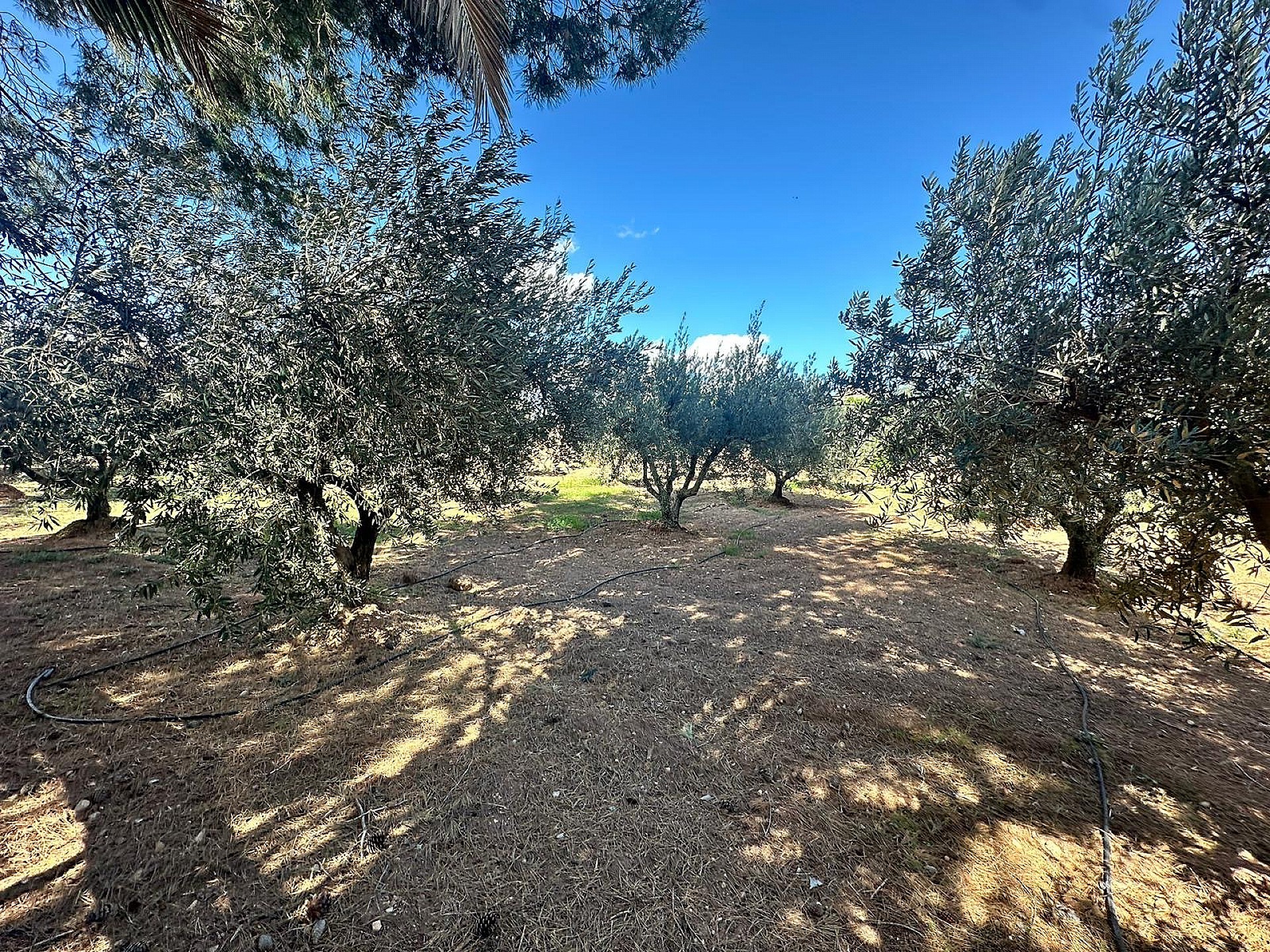 Resale - 3 Bedroom 1 Bathroom Country house in Jumilla - - Murcia Resale - 3 Bedroom 1 Bathroom Country house in Jumilla - - Murcia