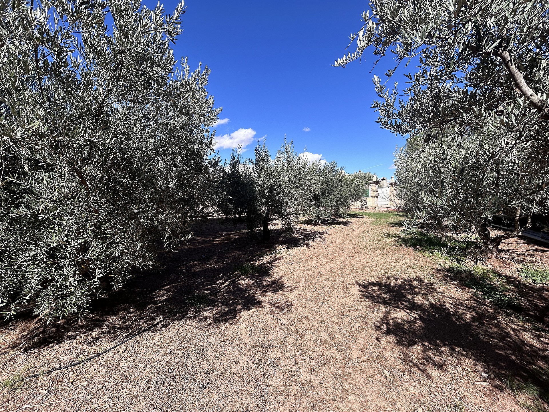 Resale - 3 Bedroom 1 Bathroom Country house in Jumilla - - Murcia Resale - 3 Bedroom 1 Bathroom Country house in Jumilla - - Murcia