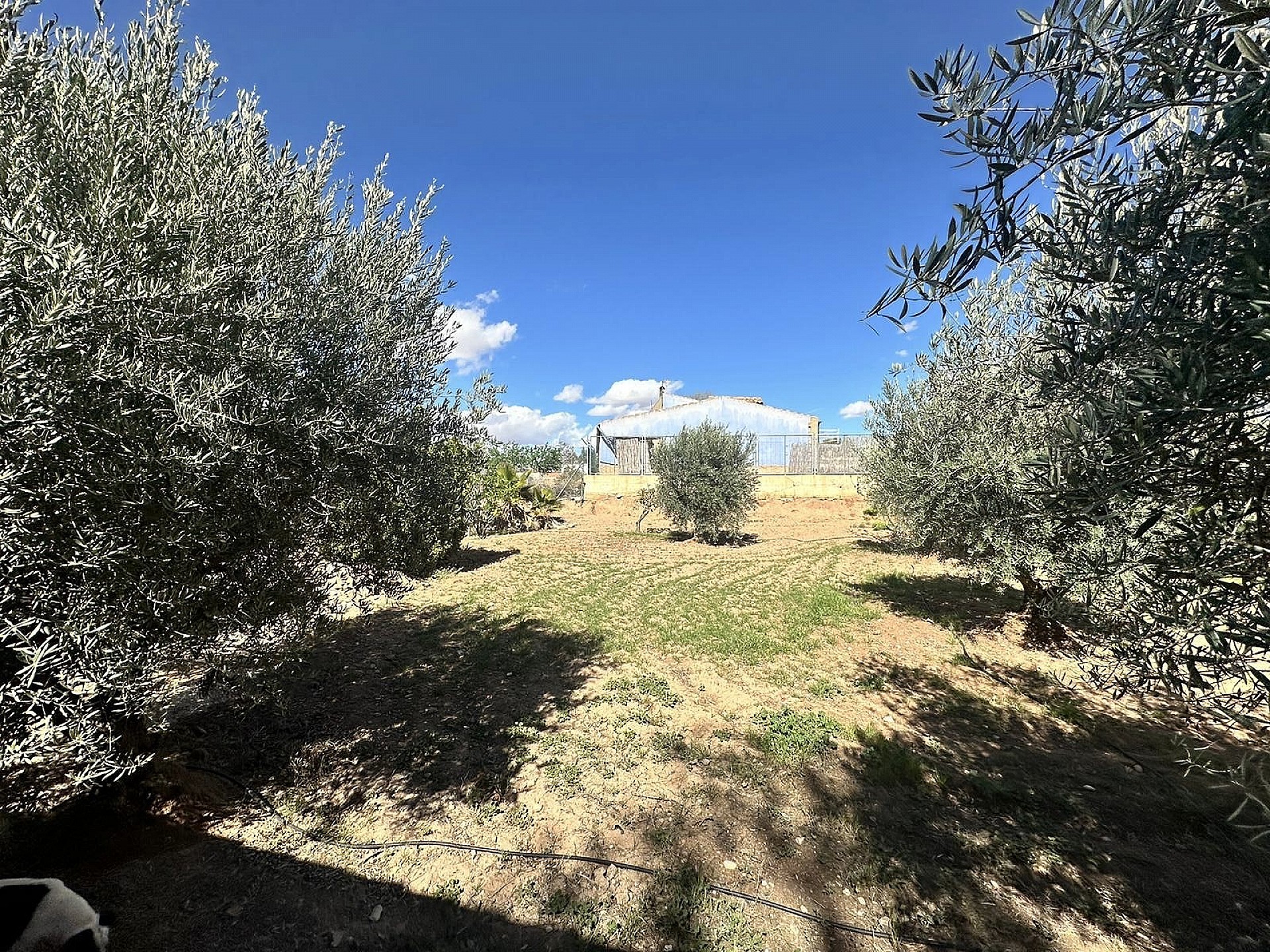 Resale - 3 Bedroom 1 Bathroom Country house in Jumilla - - Murcia Resale - 3 Bedroom 1 Bathroom Country house in Jumilla - - Murcia