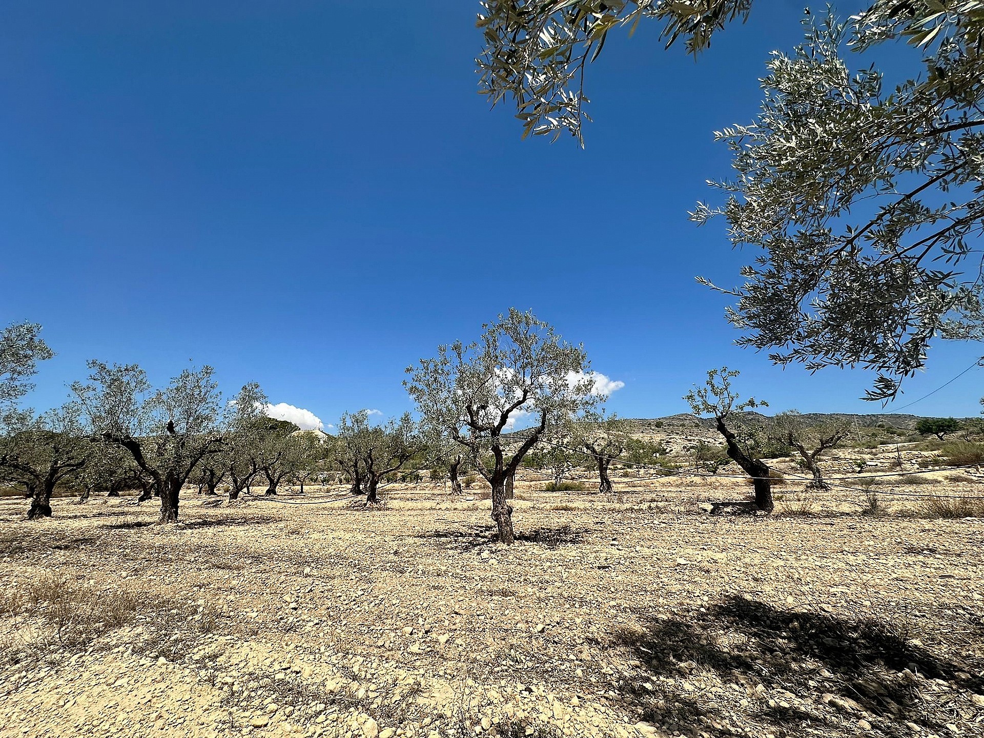 Resale - 1 Bedroom 1 Bathroom Country house in Monovar - - Alicante Resale - 1 Bedroom 1 Bathroom Country house in Monovar - - Alicante